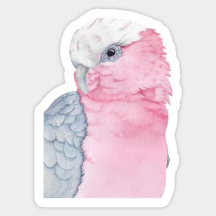 rosalbin galah cockatoo pink watercolor portrait Sticker